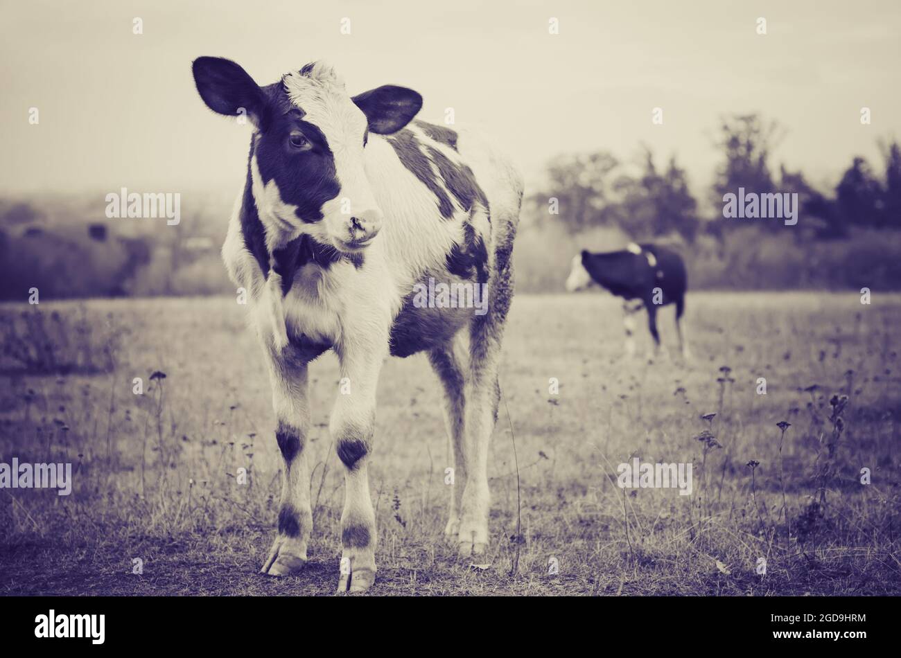 cow grazes in the meadow Stock Photo - Alamy