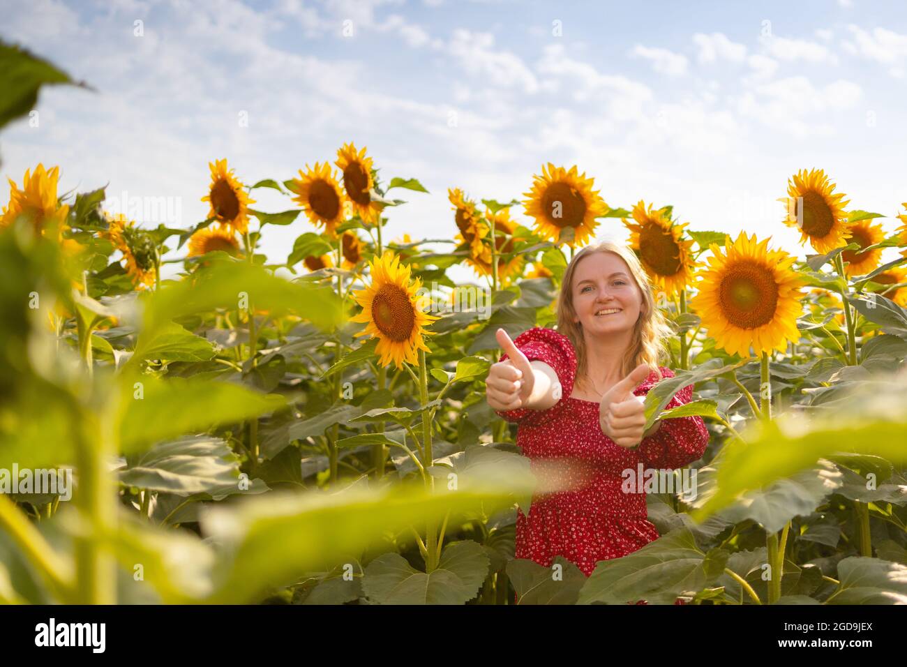 Beautiful blonde woman with long hair in a field of sunflowers in a ...