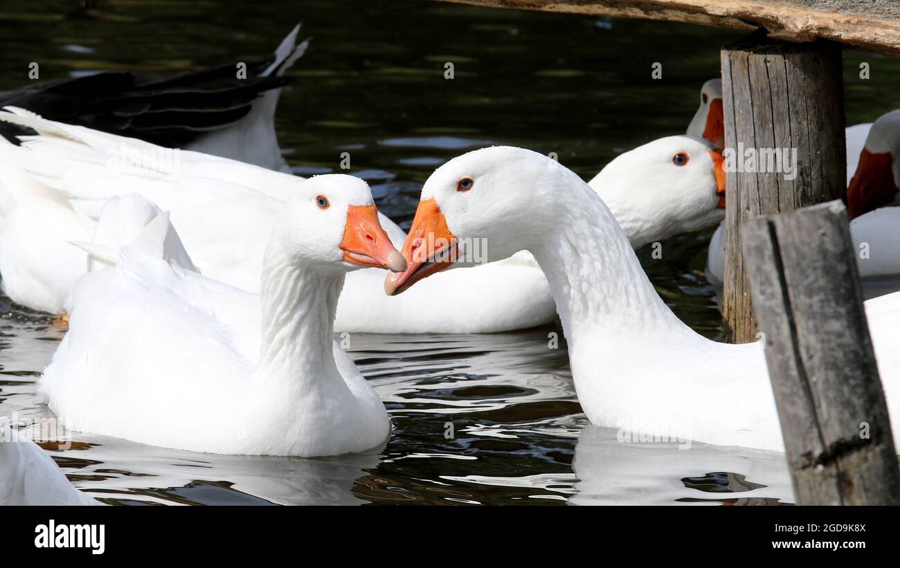 Geese In Water Closeup of white geese swimming in the water Stock Photo - Alamy