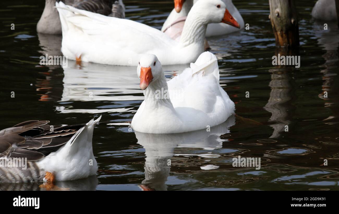 Geese In Water Closeup of white and gray geese swimming in the water Stock Photo - Alamy