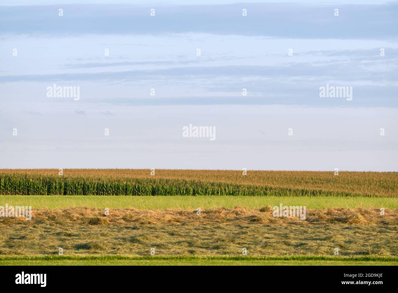 Beautiful rural landscape with huge green cornfield with maize and a mown meadow against evening sky in Franconia near Neunhof / Lauf an der Pegnitz i Stock Photo