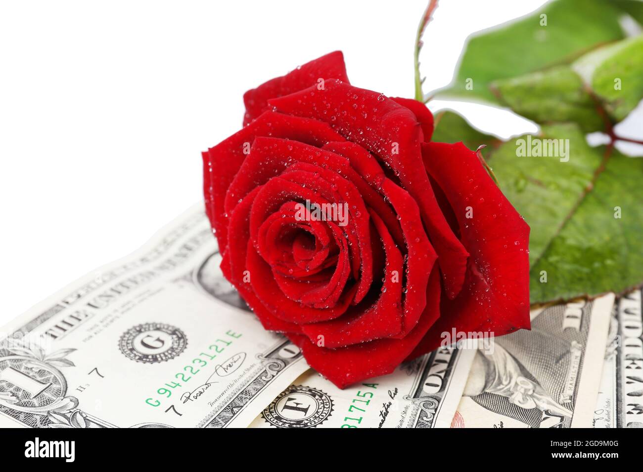 Beautiful rose and money, isolated on white Stock Photo - Alamy