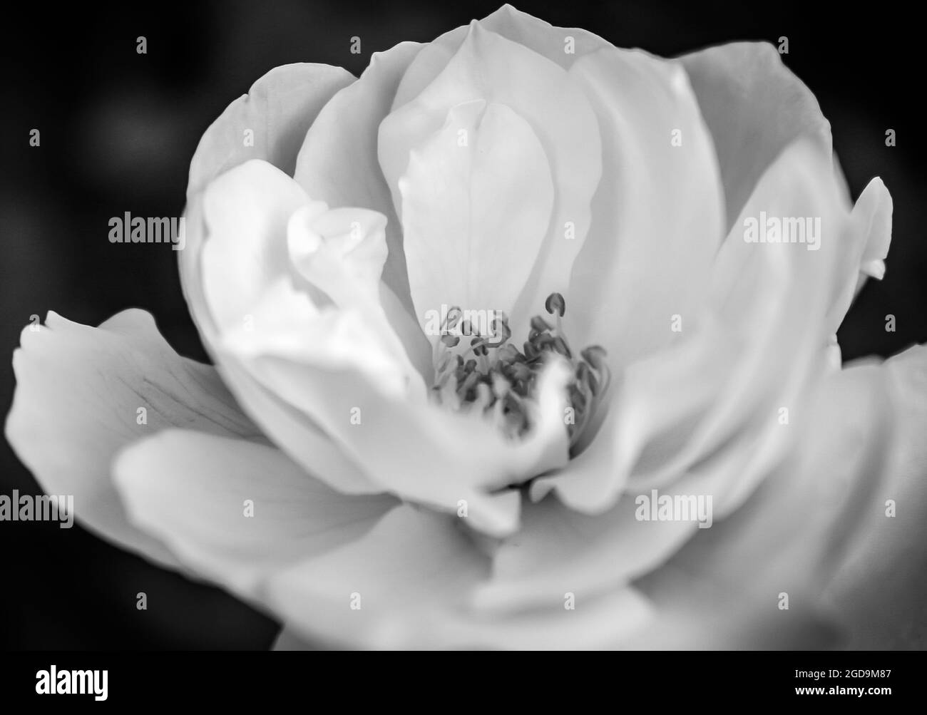 Close up white flower petals in black and white Stock Photo