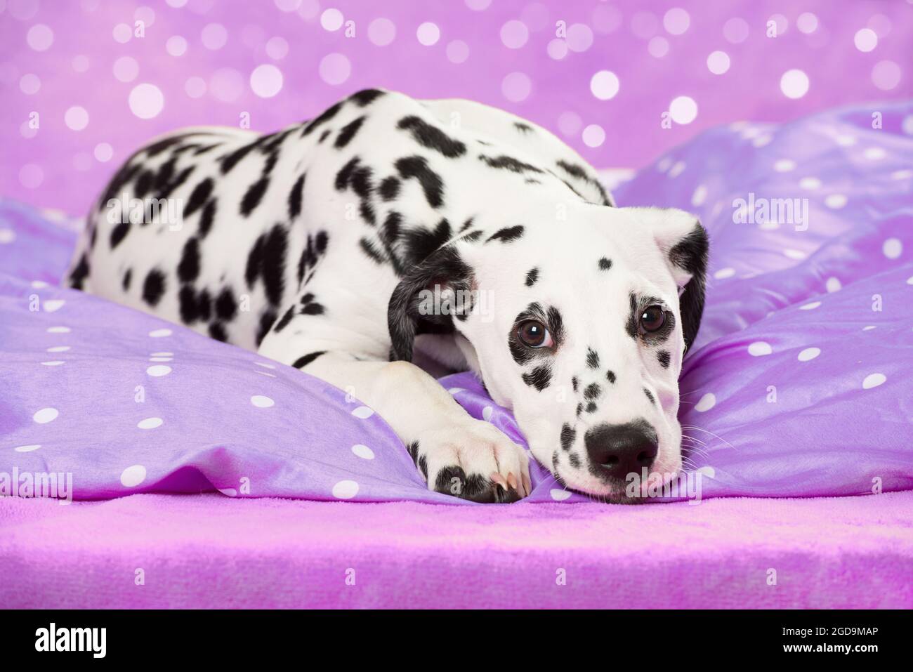 Young dalmatian dog in a bed Stock Photo Alamy