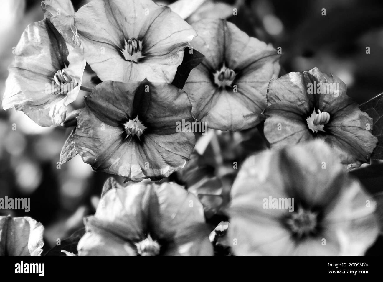 Garden petunia Black and White Stock Photos & Images - Alamy