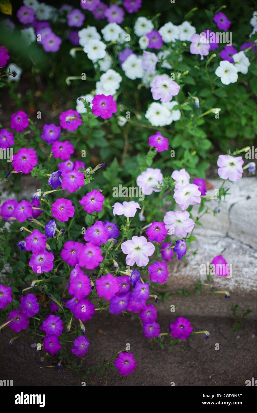 white and violet petunia flowers grow in the garden. Stock Photo