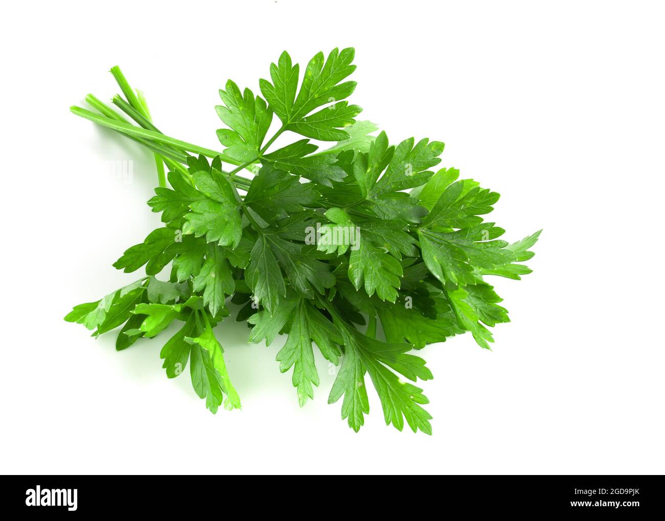 Bunch of fresh green parsley isolated on white background Stock Photo ...