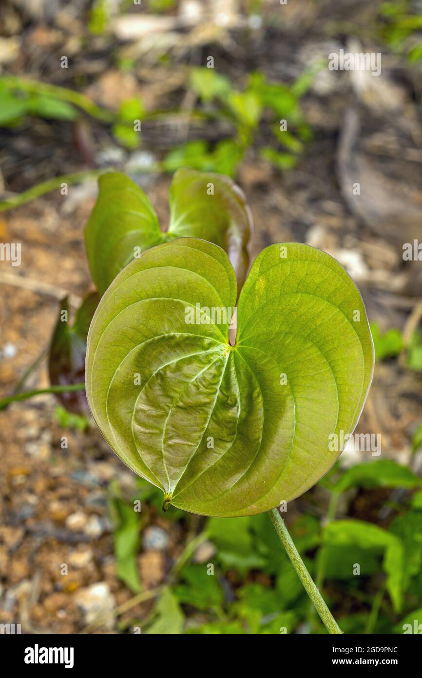 Young green Leaves of Purple yam (scientific name is Dioscorea alata) in natural grow unsuitable for harvesting. Stock Photo
