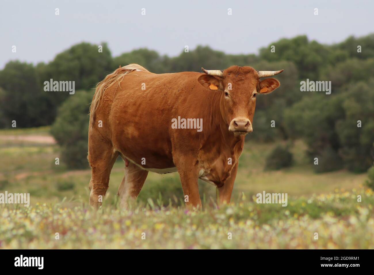 Cow in Donana National Park, Donana nature reserve. wetlands or marsh cow. Cow of Marshes Stock Photo