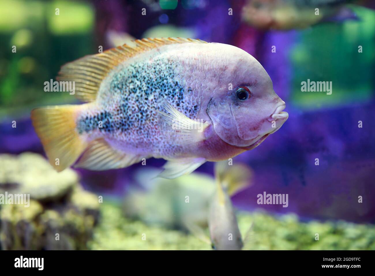 View of Cyrtocara moorii fish in aquarium Stock Photo