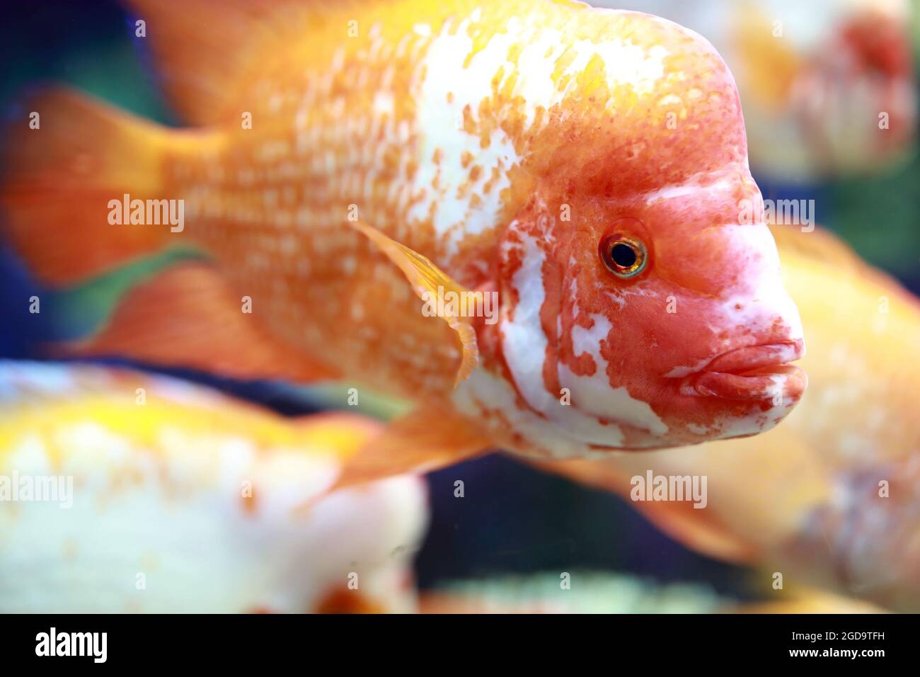 Details of Amphilophus citrinellus fish in aquarium Stock Photo