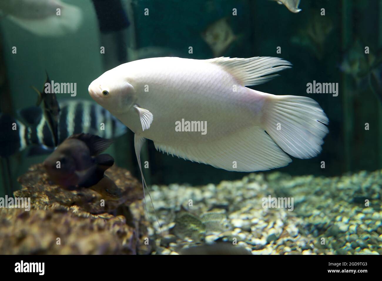 View of Trichopodus trichopterus fish in aquarium Stock Photo