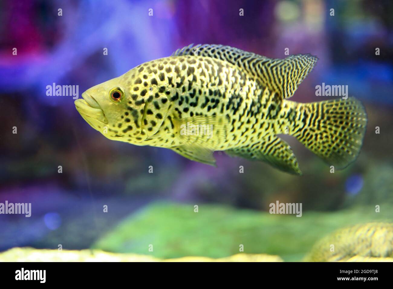 View of Cichlasoma managuense fish in aquarium Stock Photo