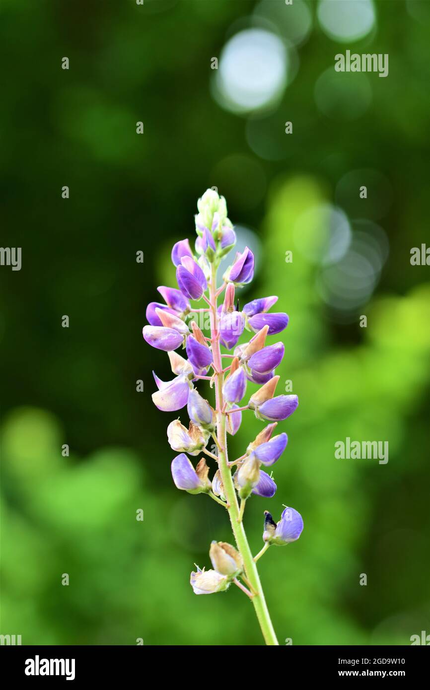 Close up of colorful purple lupin against a green background Stock Photo