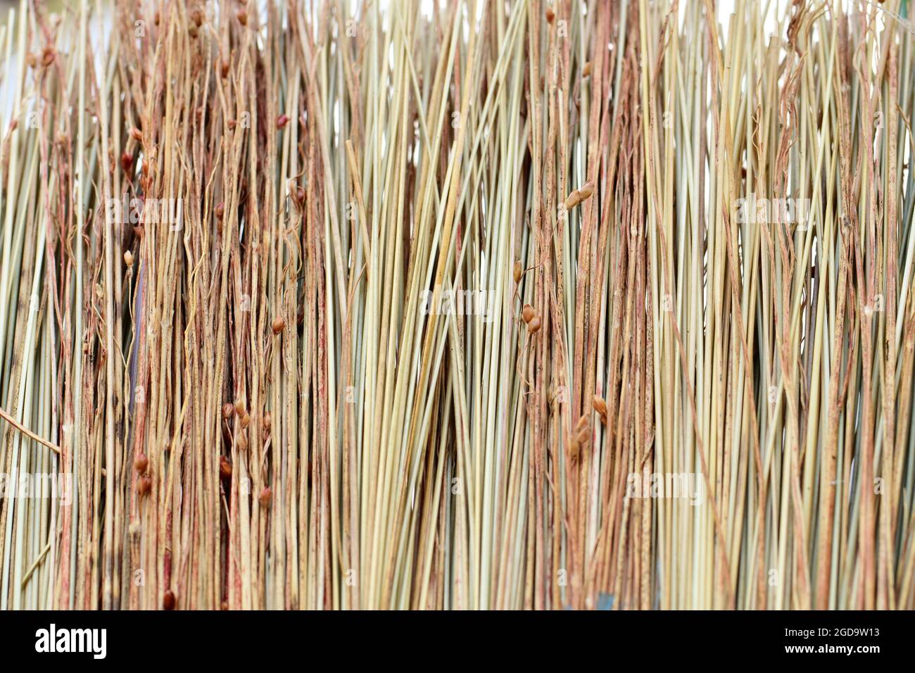 A straw broom as a close up Stock Photo