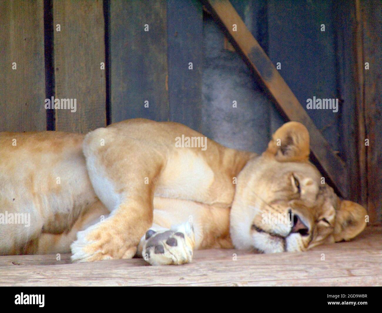 Sleeping zoo animal hi-res stock photography and images - Alamy