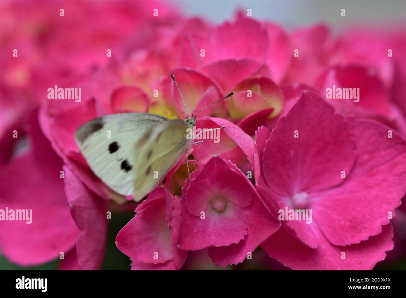 Pieris rapae - cabbage white butterfly at a pink hydrangea blossom as a closeup Stock Photo
