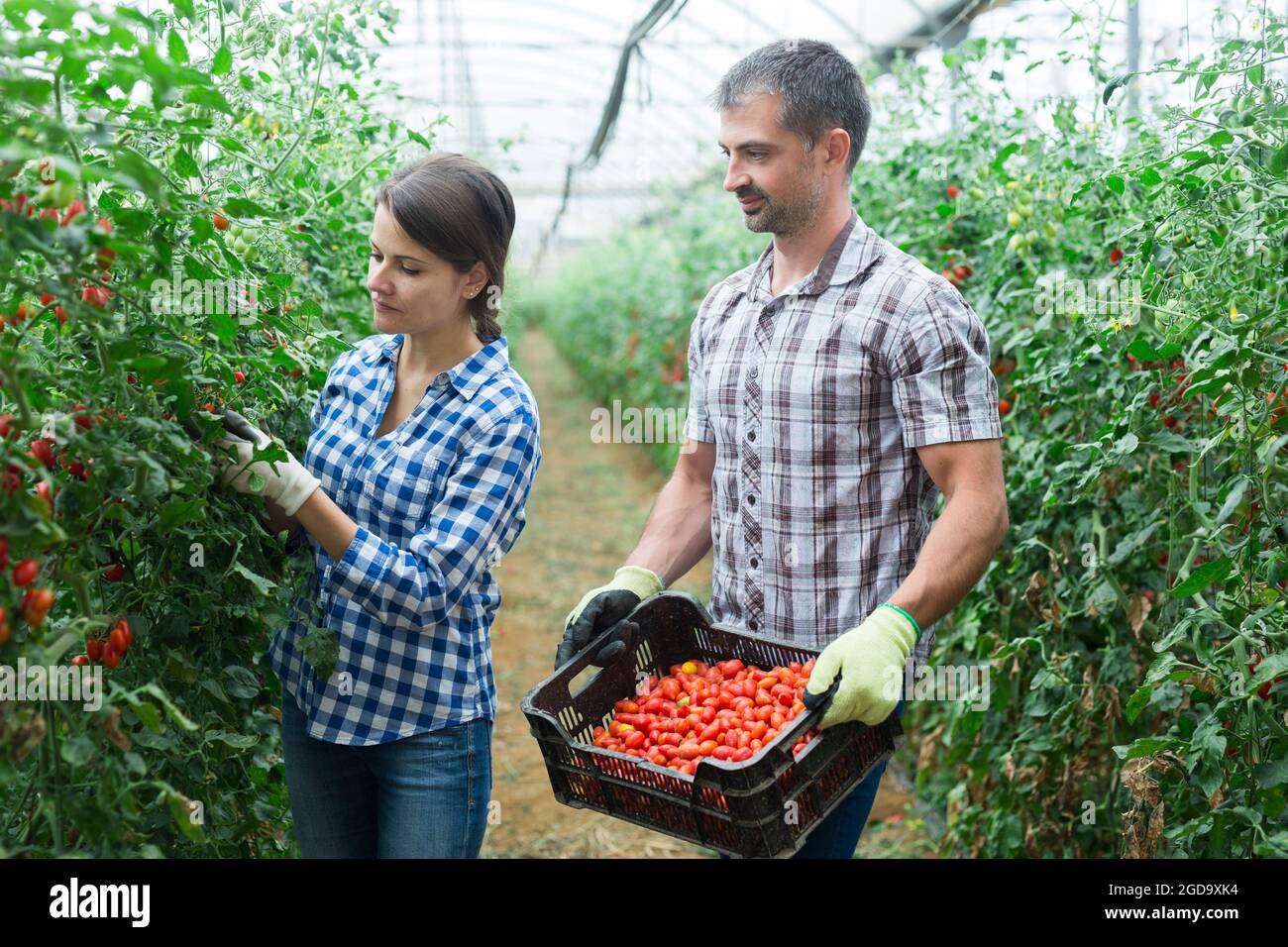 Man helps woman to harvest crop of ripe cherry tomatoes in greenhouse ...