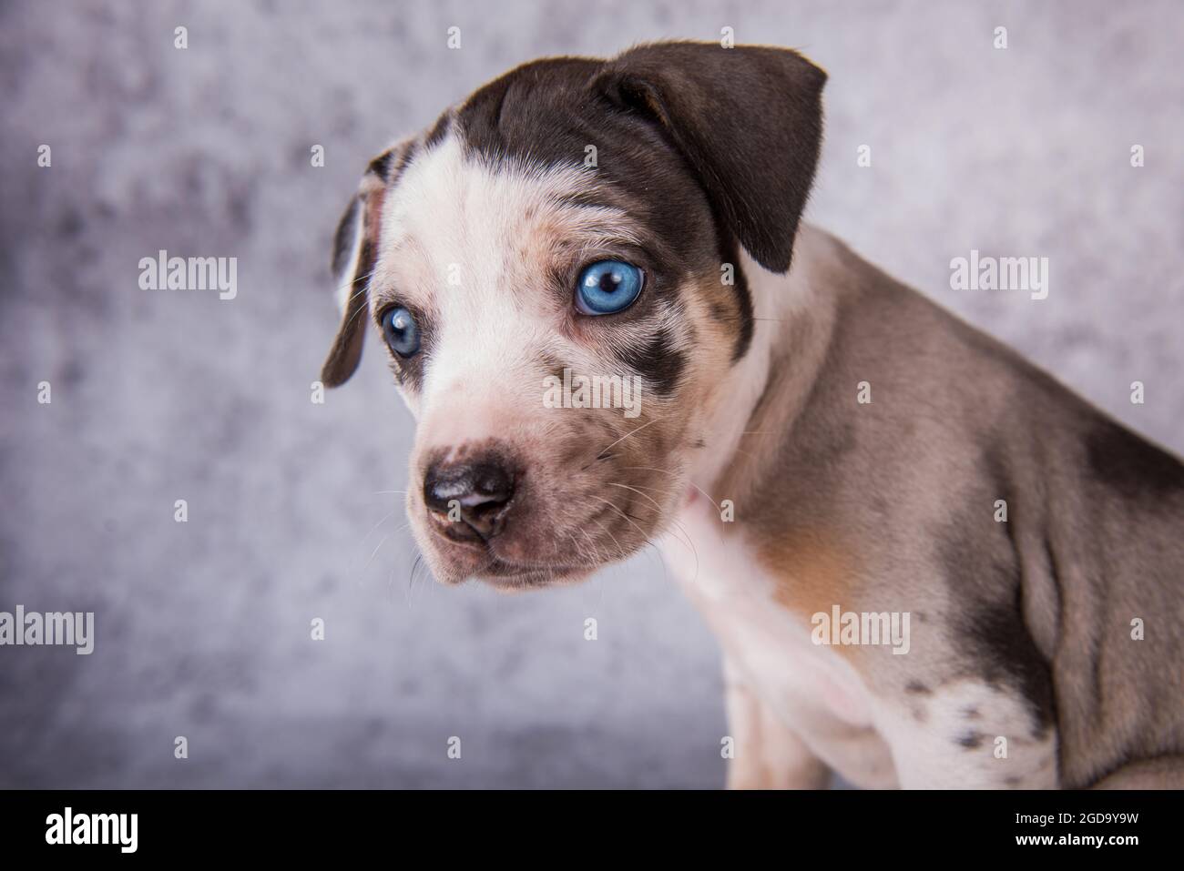 Louisiana Catahoula Leopard Dog puppy close up portrait Stock Photo - Alamy