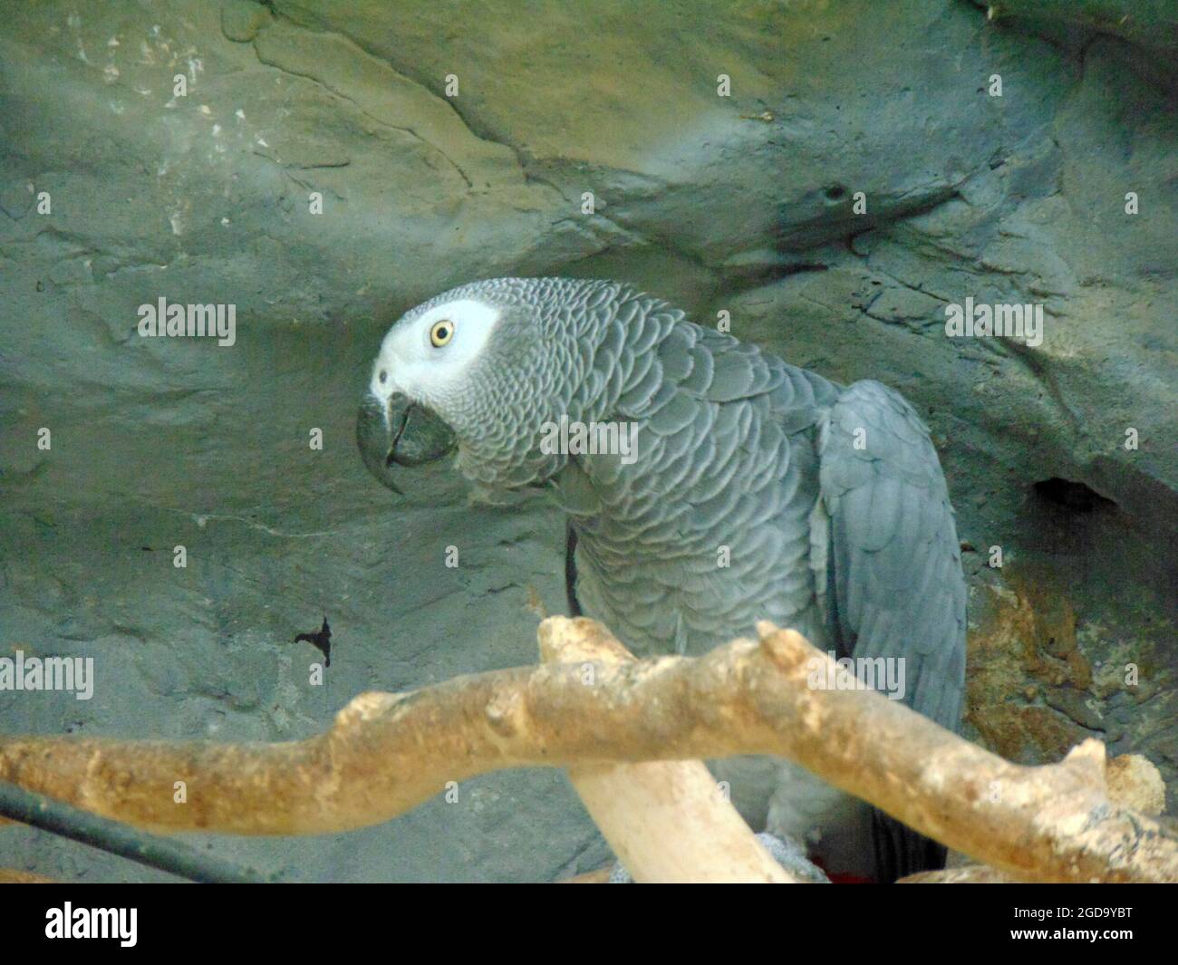 African grey parrot (Jako) at zoo Stock Photo Alamy
