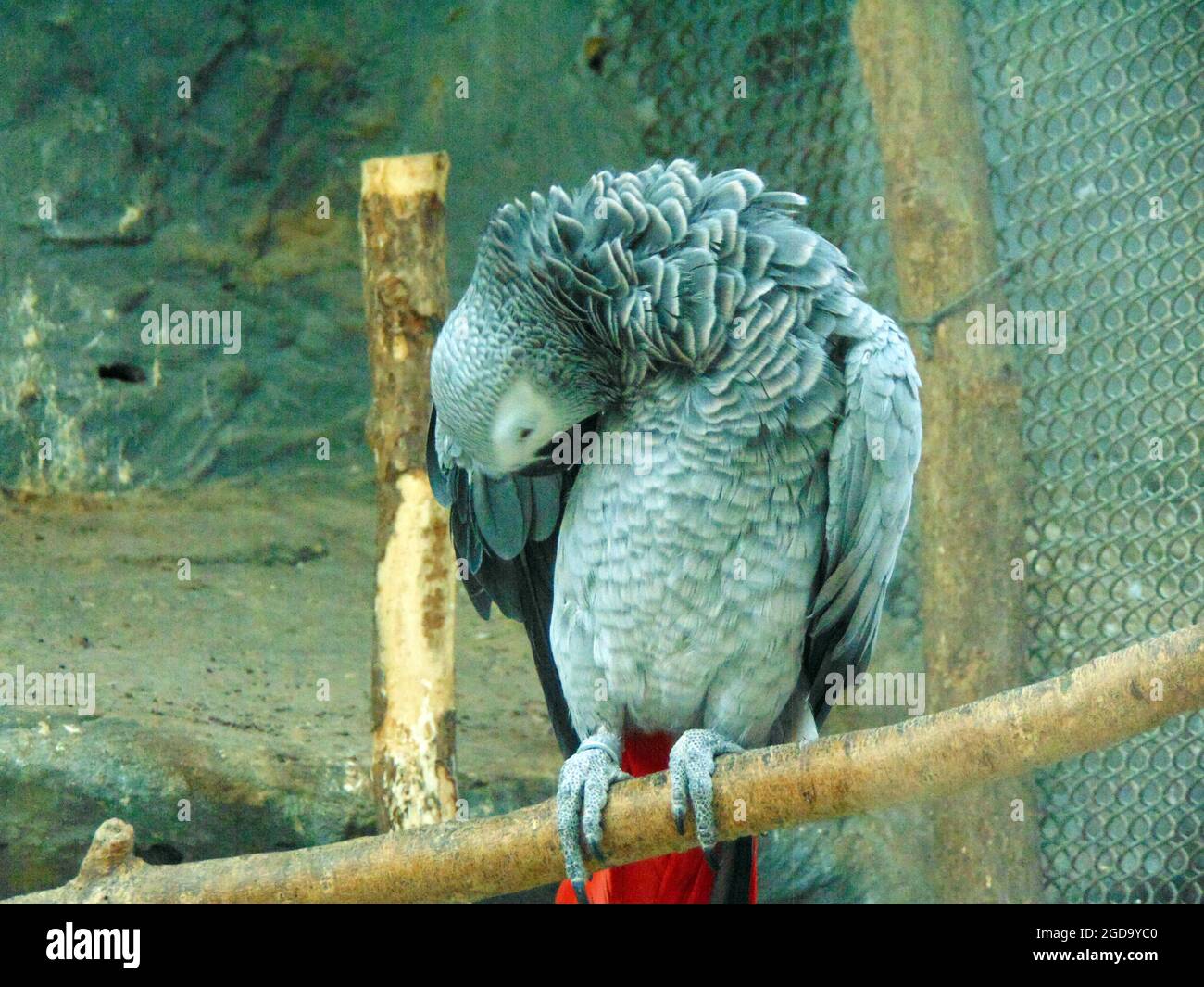 African grey parrot (Jako) at zoo Stock Photo - Alamy