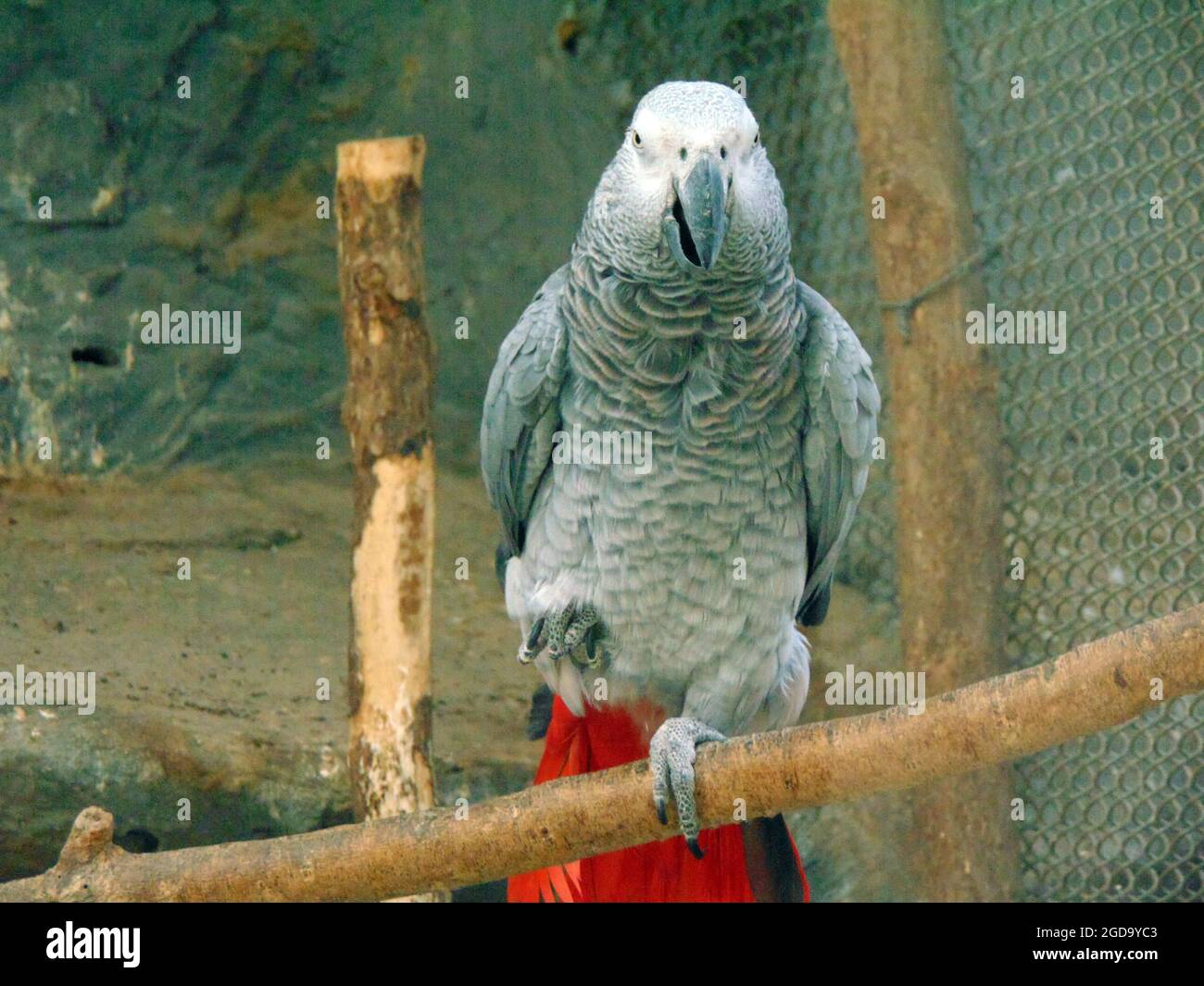 African grey parrot (Jako) at zoo Stock Photo Alamy