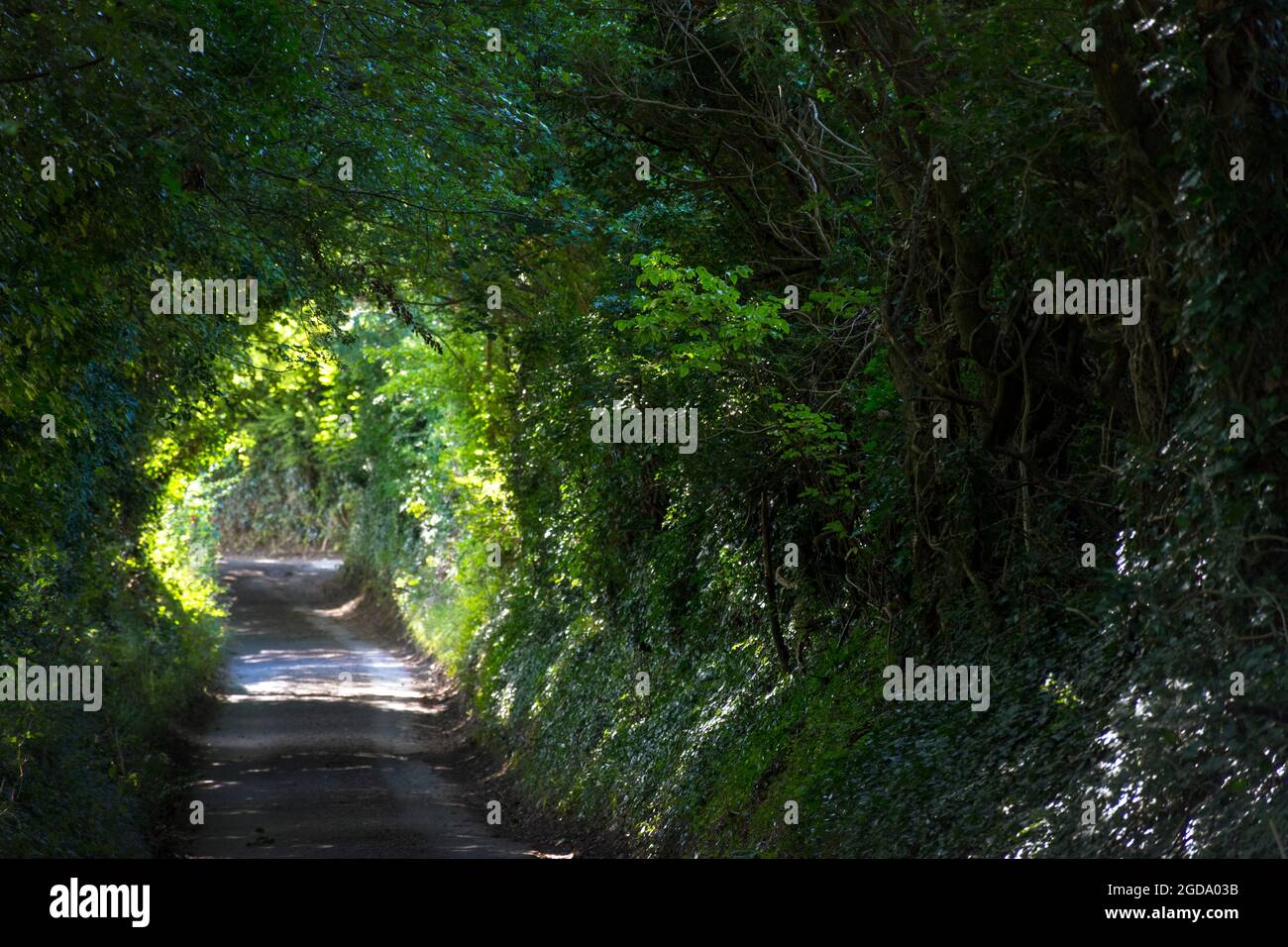 Rural lane enclosed by overhanging trees, Batheaston, England, UK Stock Photo