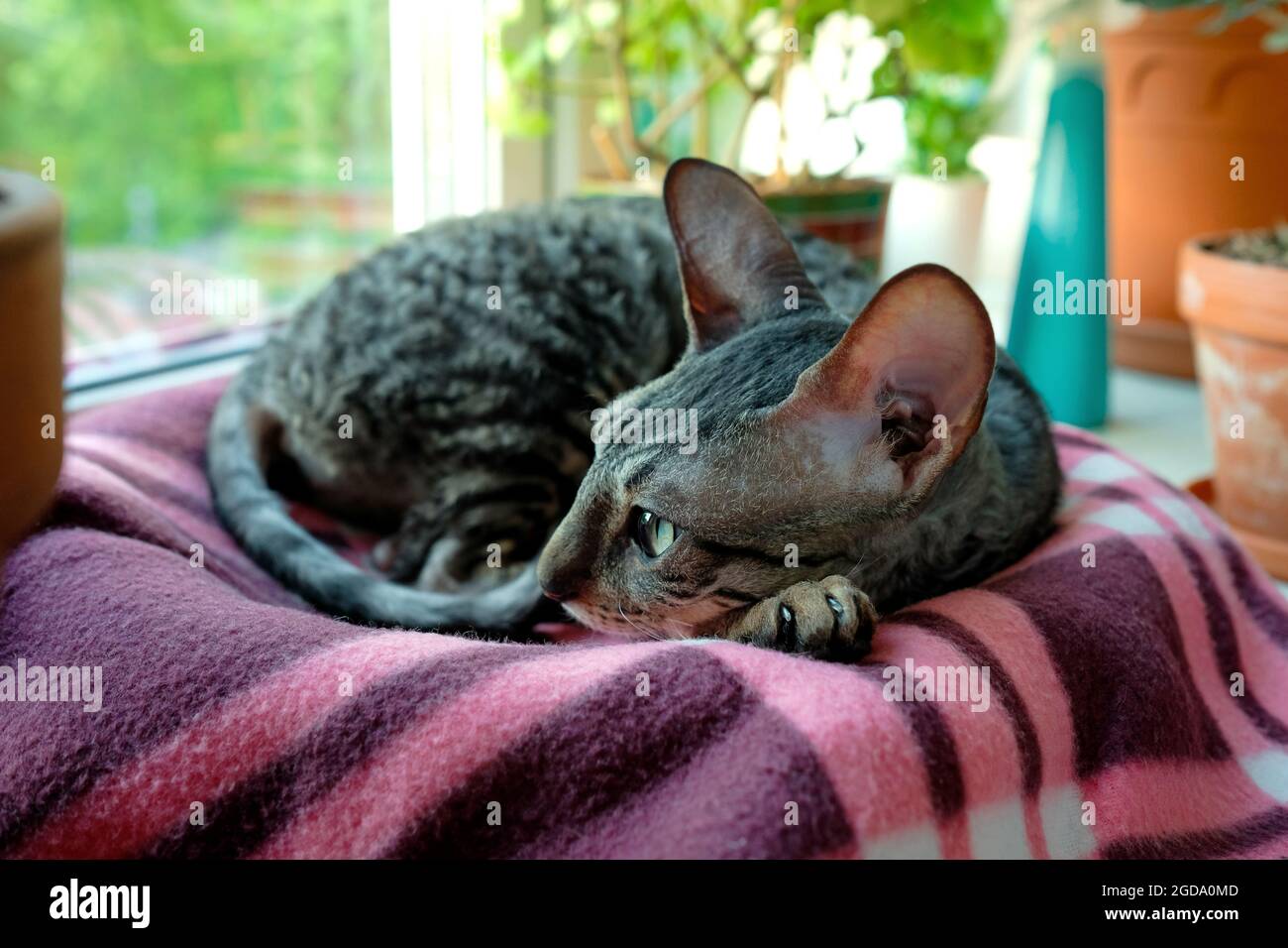 Cornish Rex is resting on a blanket on the windowsill. The cat curled up in a ball. Stock Photo