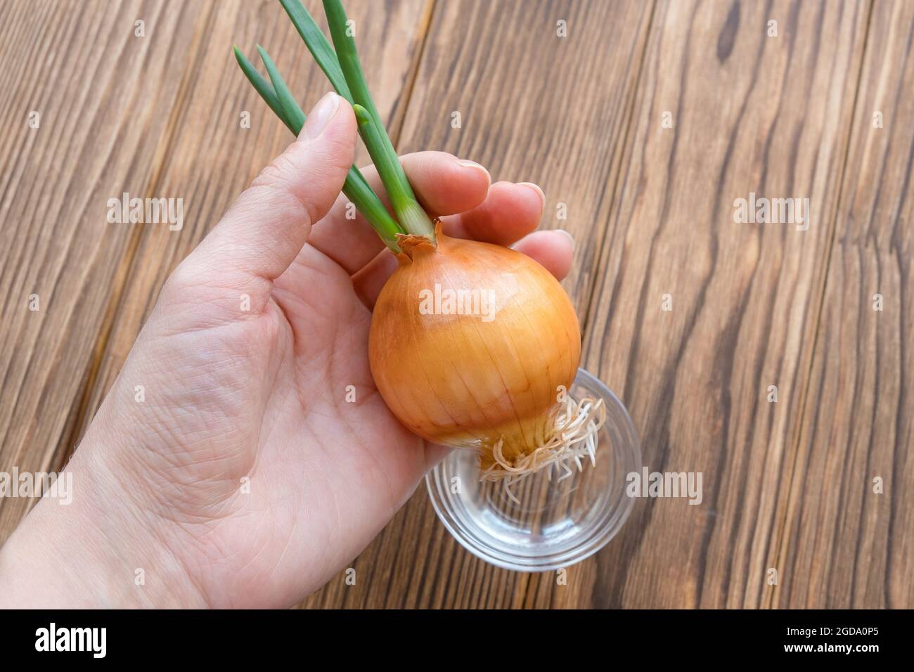 Onion head in hands. Onion sprouted, roots and green stems are visible. Stock Photo