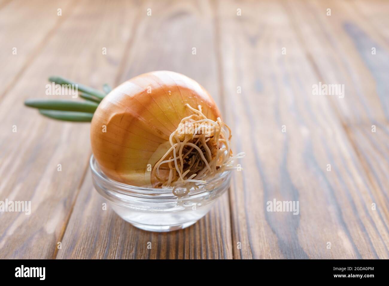 The onion has sprouted. The head lies sideways, white roots are visible. Stock Photo