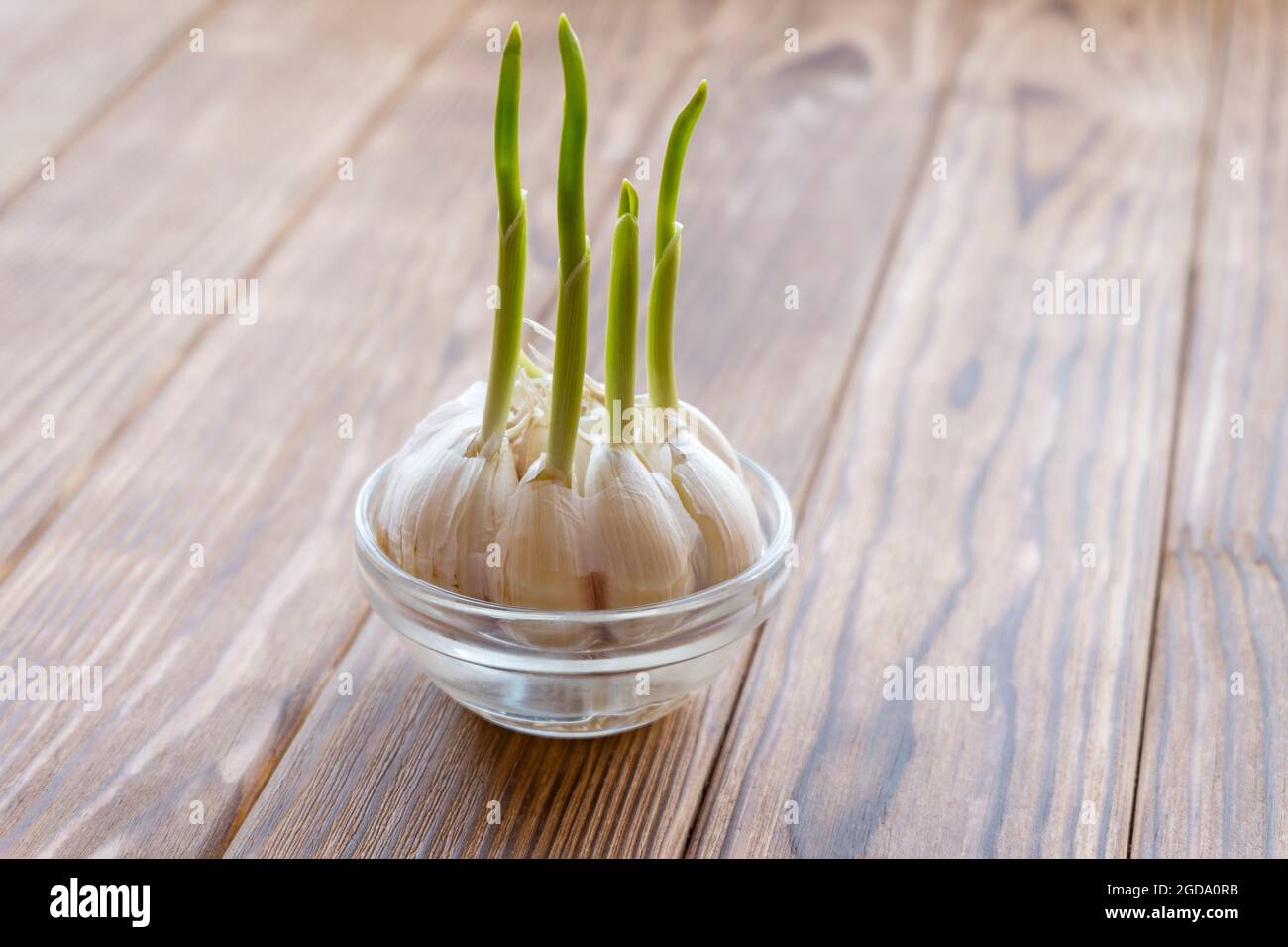 Sprouted garlic in a transparent bowl of water. Stock Photo