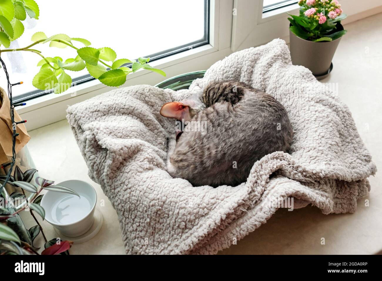 The cat sleeps in a couch on the windowsill. Stock Photo