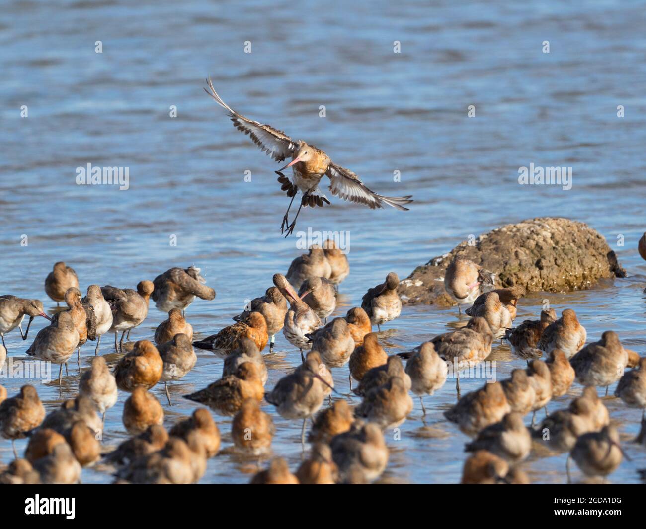 BLACK TAILED GODWIT. Limosa limosa. RED BREEDING PLUMAGE. One flying into the flock. Stock Photo