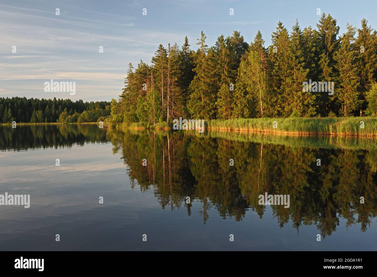 Typical Czech landscape of the Vysocina region with ponds and spruce forests Stock Photo