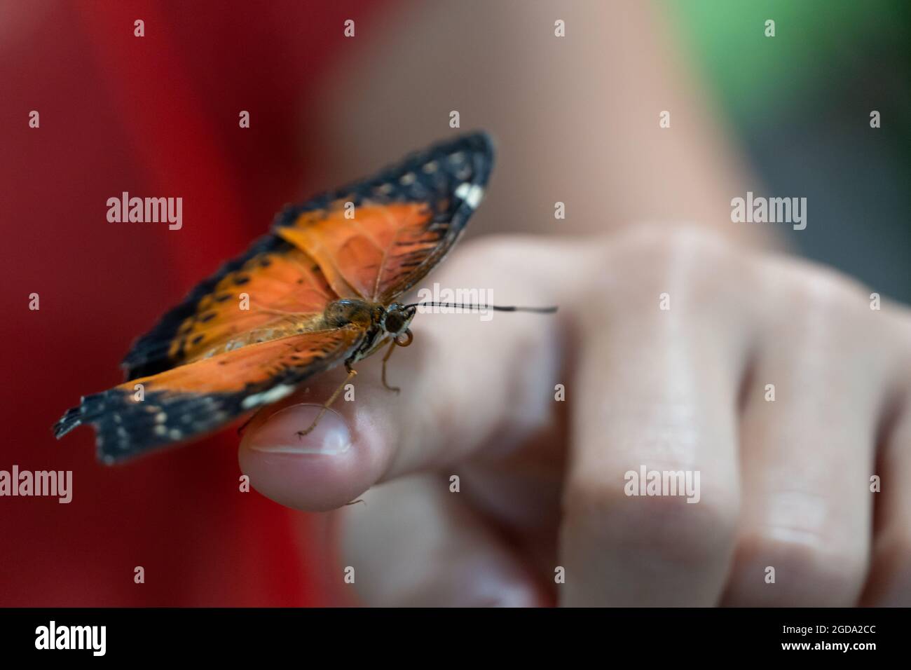 A bright orange scarce fritillary butterfly (Euphydryas maturna) on girl's finger close up Stock Photo