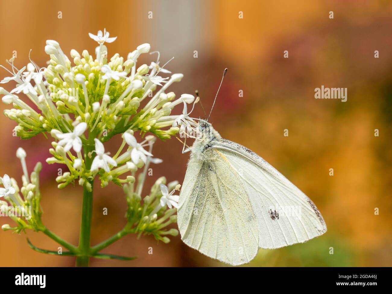 Large white butterfly Pieris brassicae on white multiple flowering plant black spot on wing dark wing tips white upperwings yellowish white underwings Stock Photo
