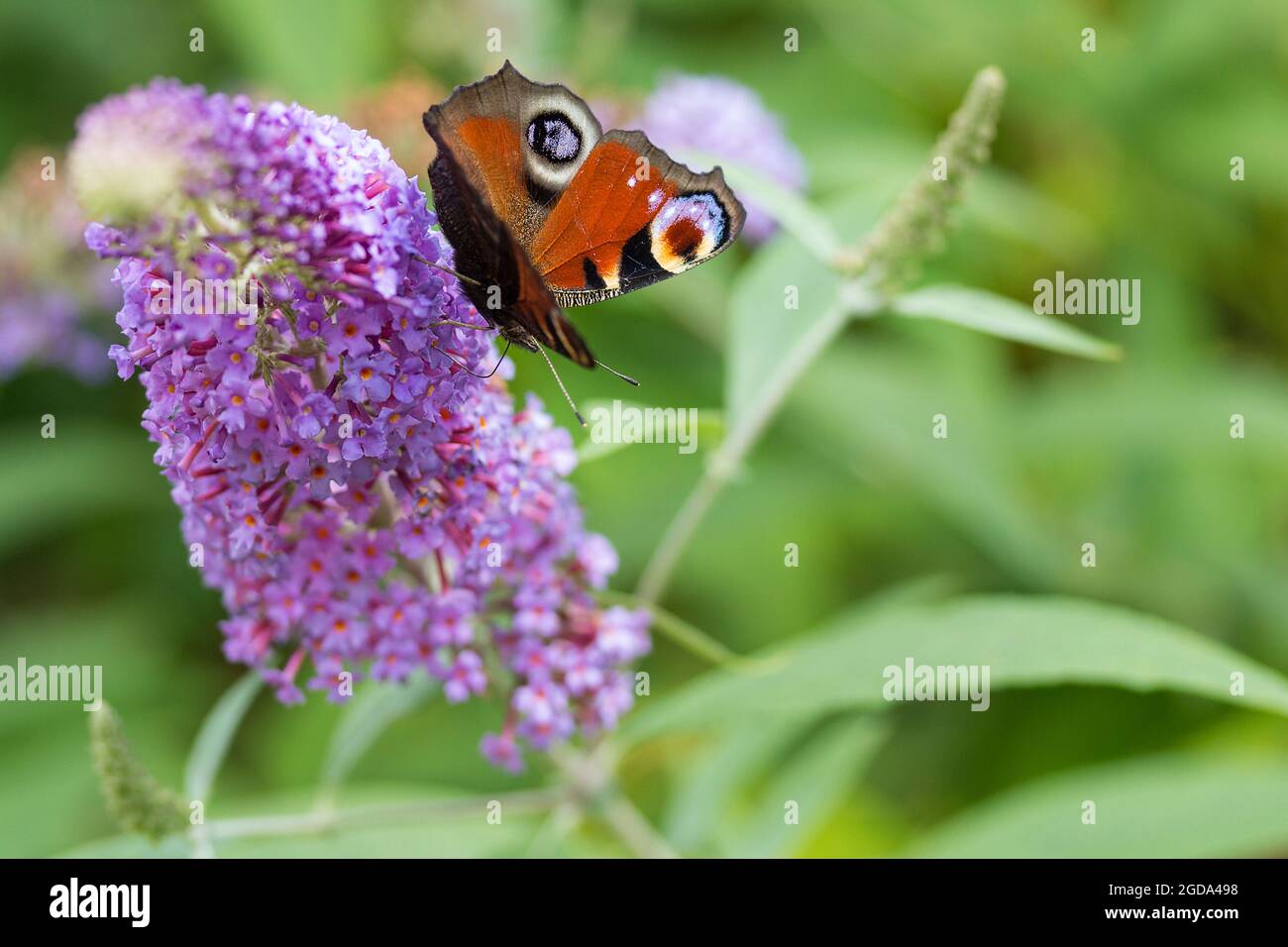 Multiple flowers buddleia bush hires stock photography and images Alamy