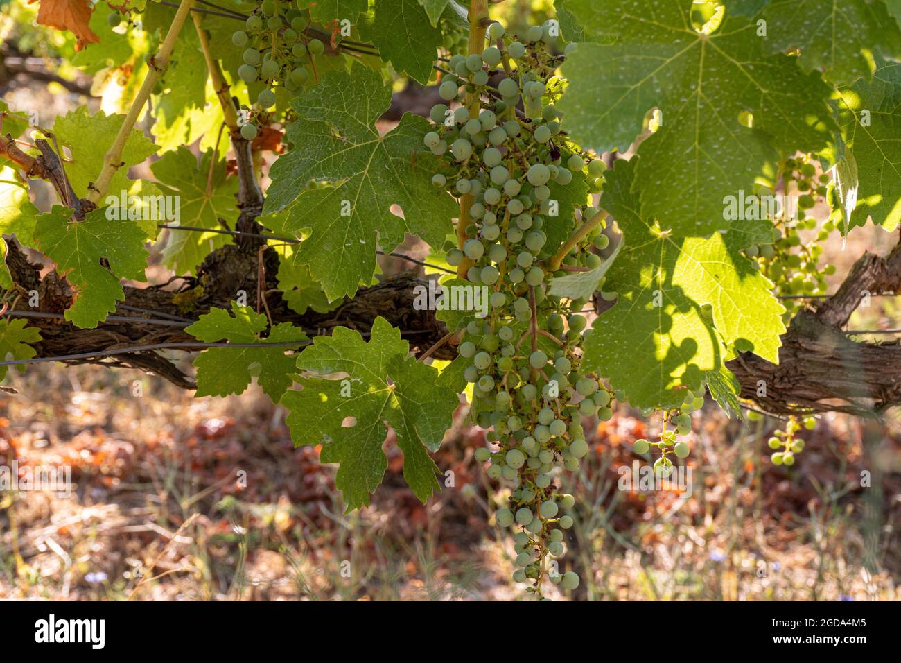 Small Triangle Grape Tiny green grapes hi-res stock photography and images - Alamy
