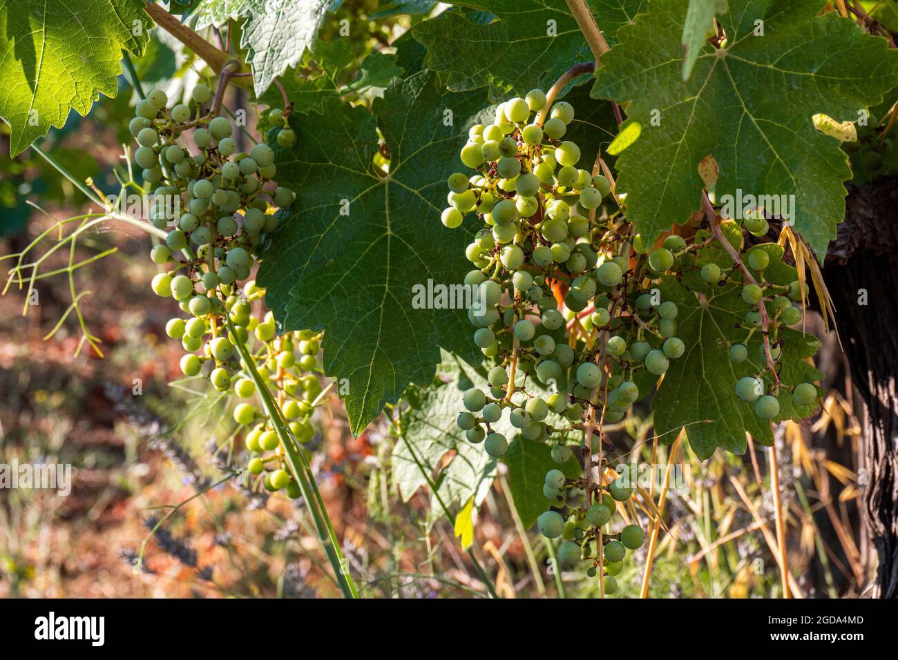 Small Triangle Grape Tiny green grapes hi-res stock photography and images - Alamy