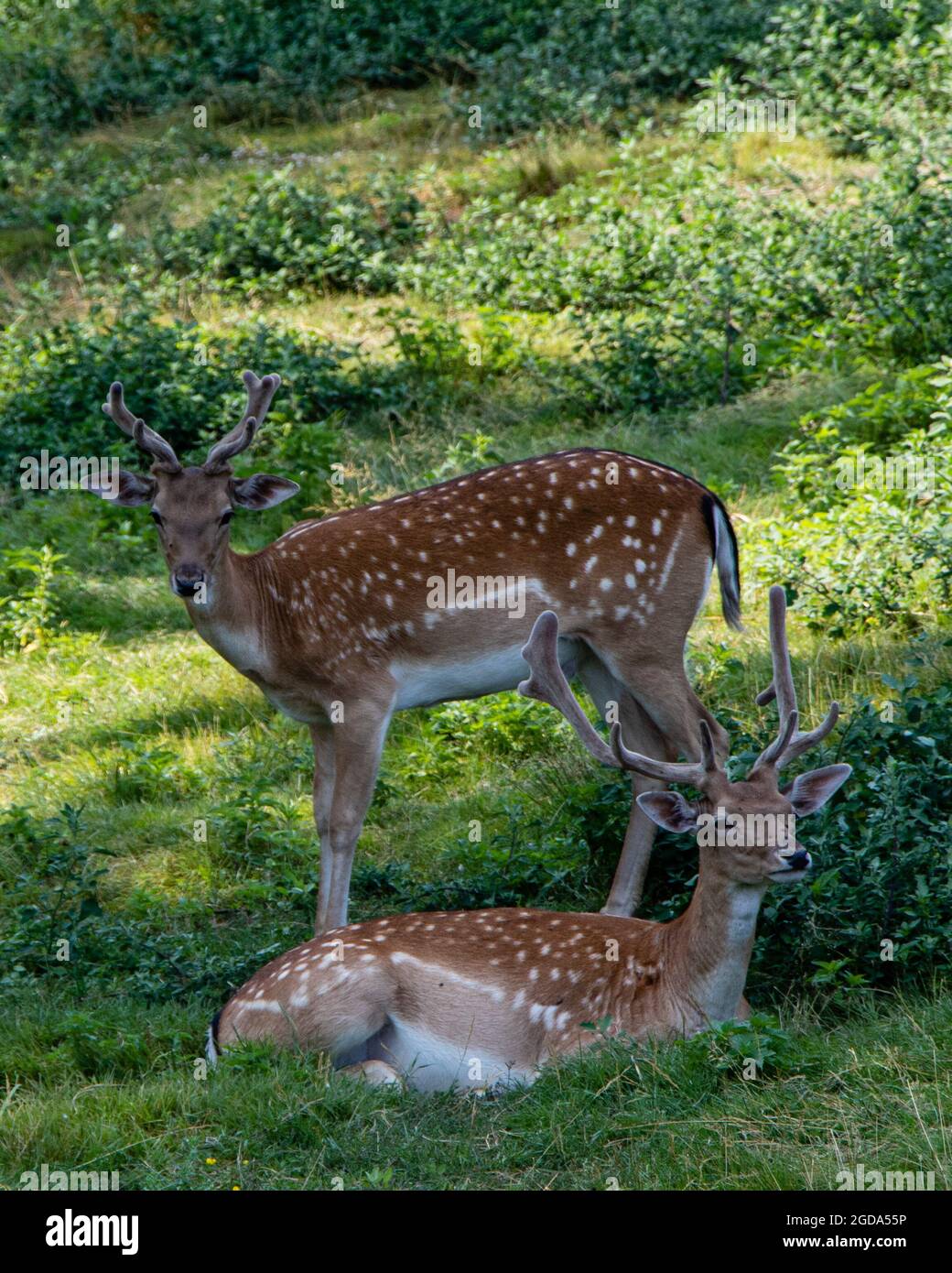 Two adult Fallow Deers, Dama dama. Stock Photo