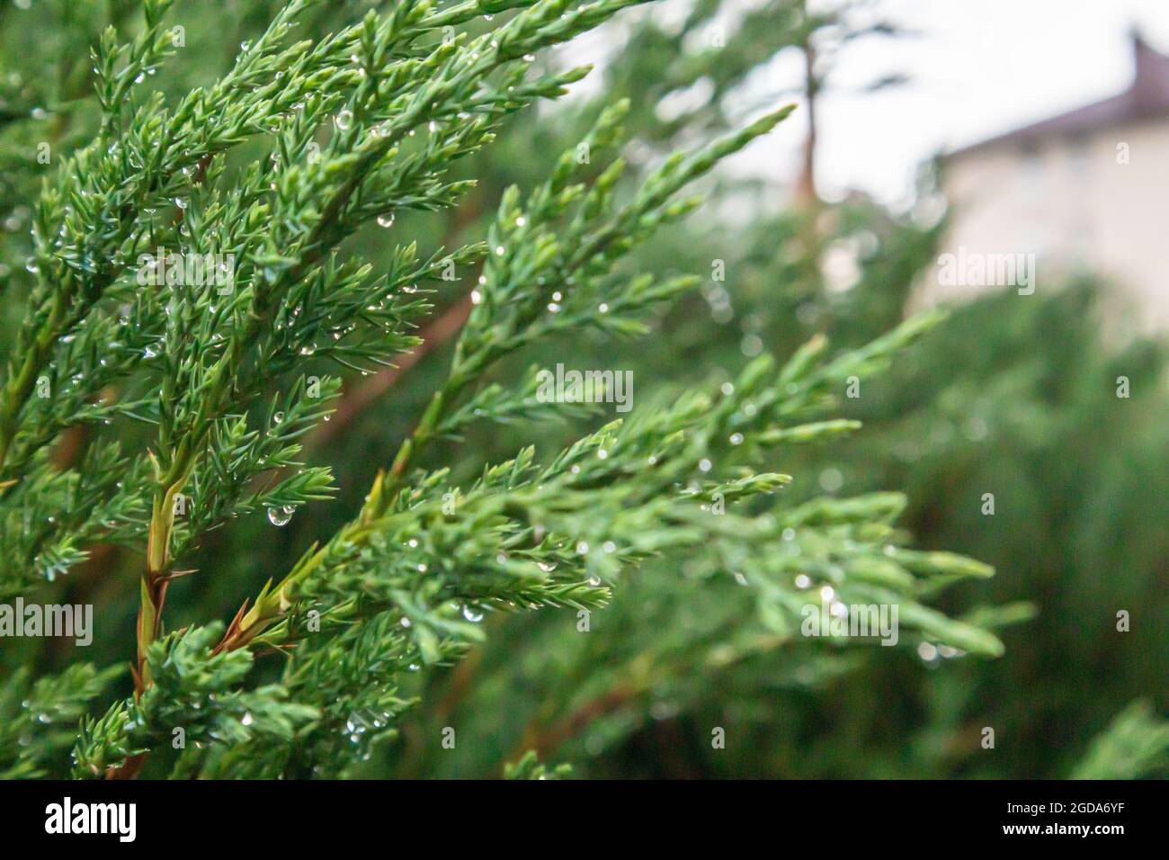 Close-up of beautiful green leaves of thuja trees on a green background. Thuja branch. An evergreen coniferous tree, also known as Chinese thuja Stock Photo