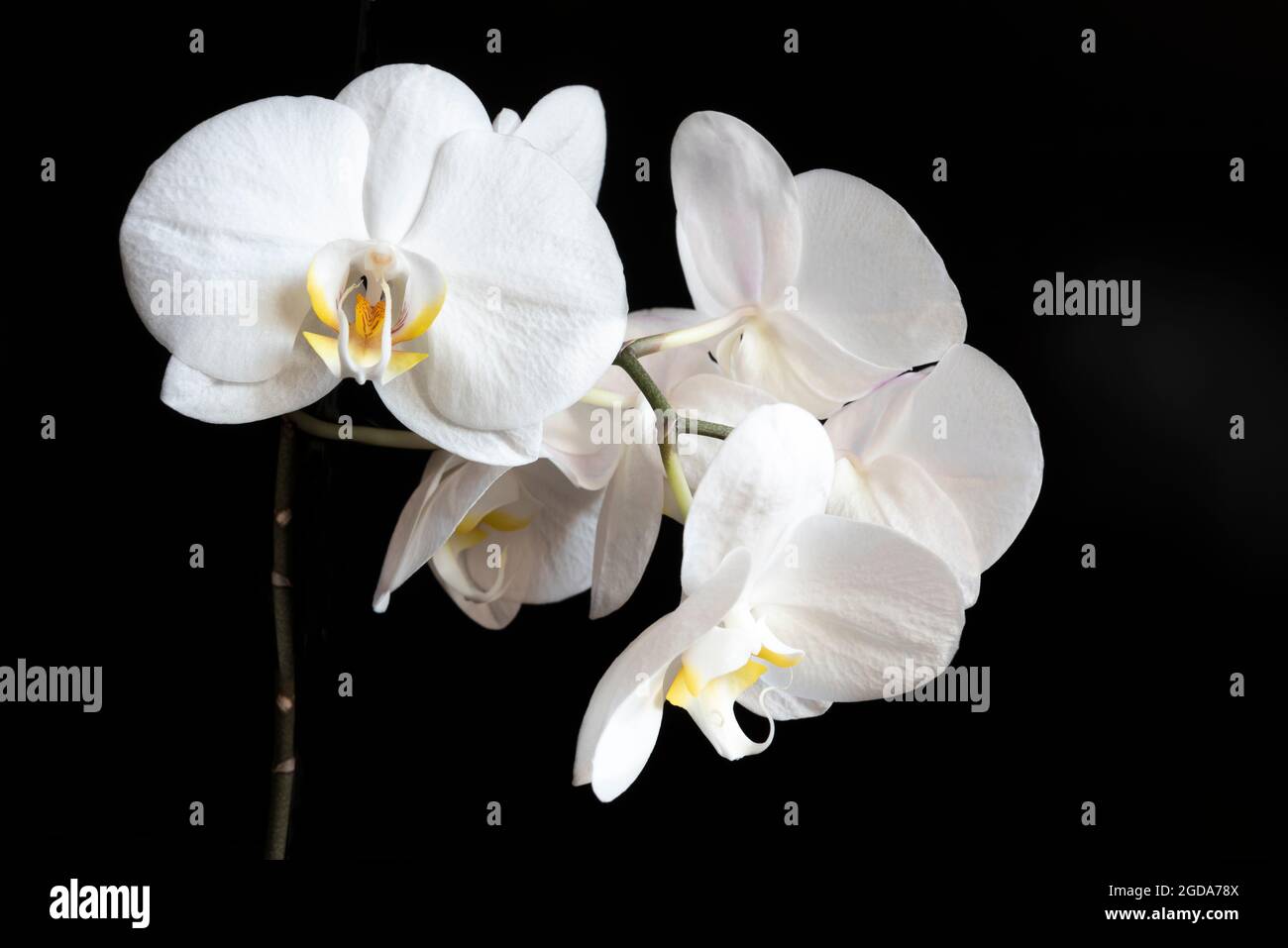 Six white orchid on black background. Stock Photo