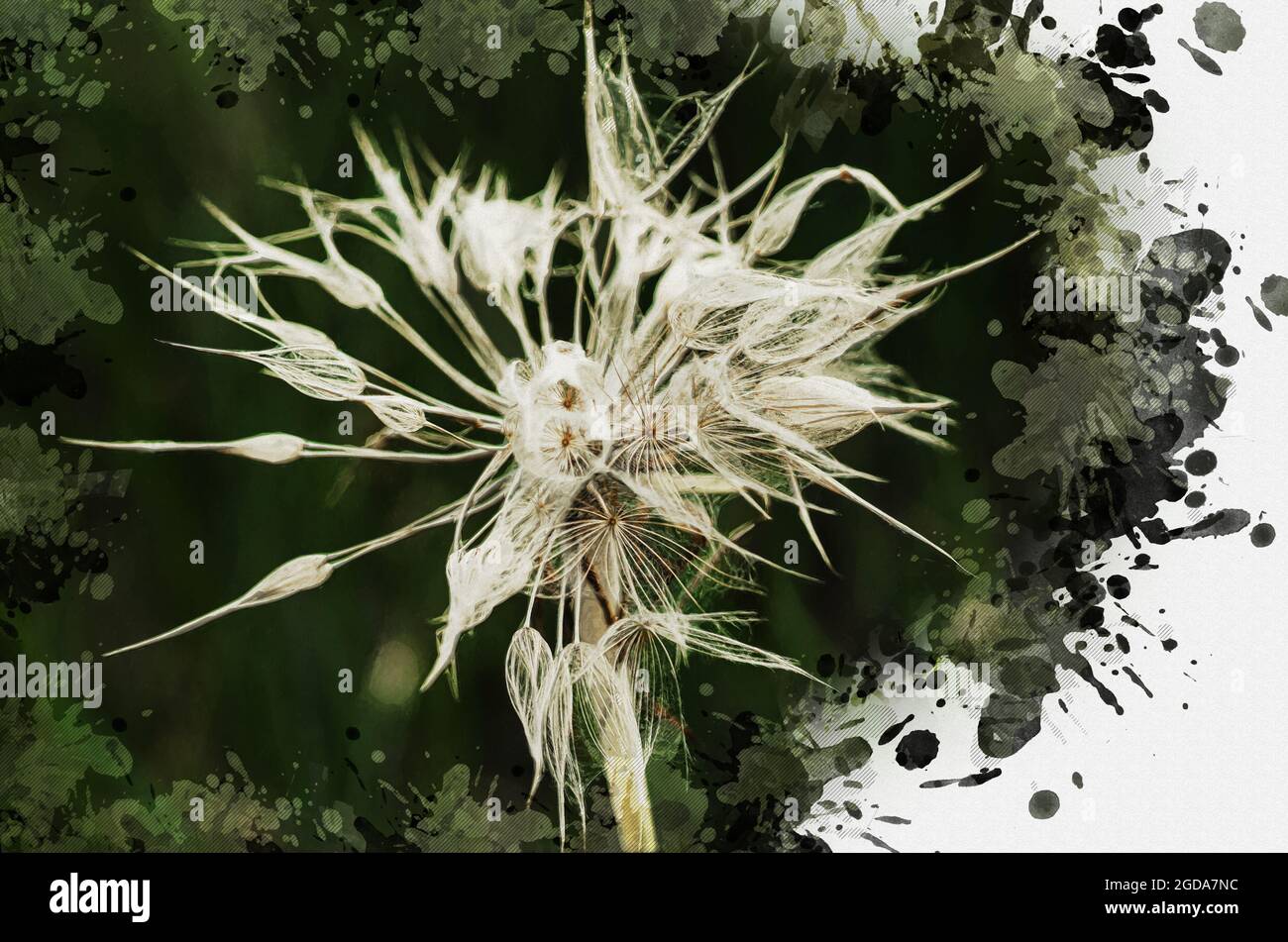 Close-up of goatweed or Tragopogon seeds. Wet blowball of meadow salsify after rain. Digital watercolor painting. Modern Art Stock Photo