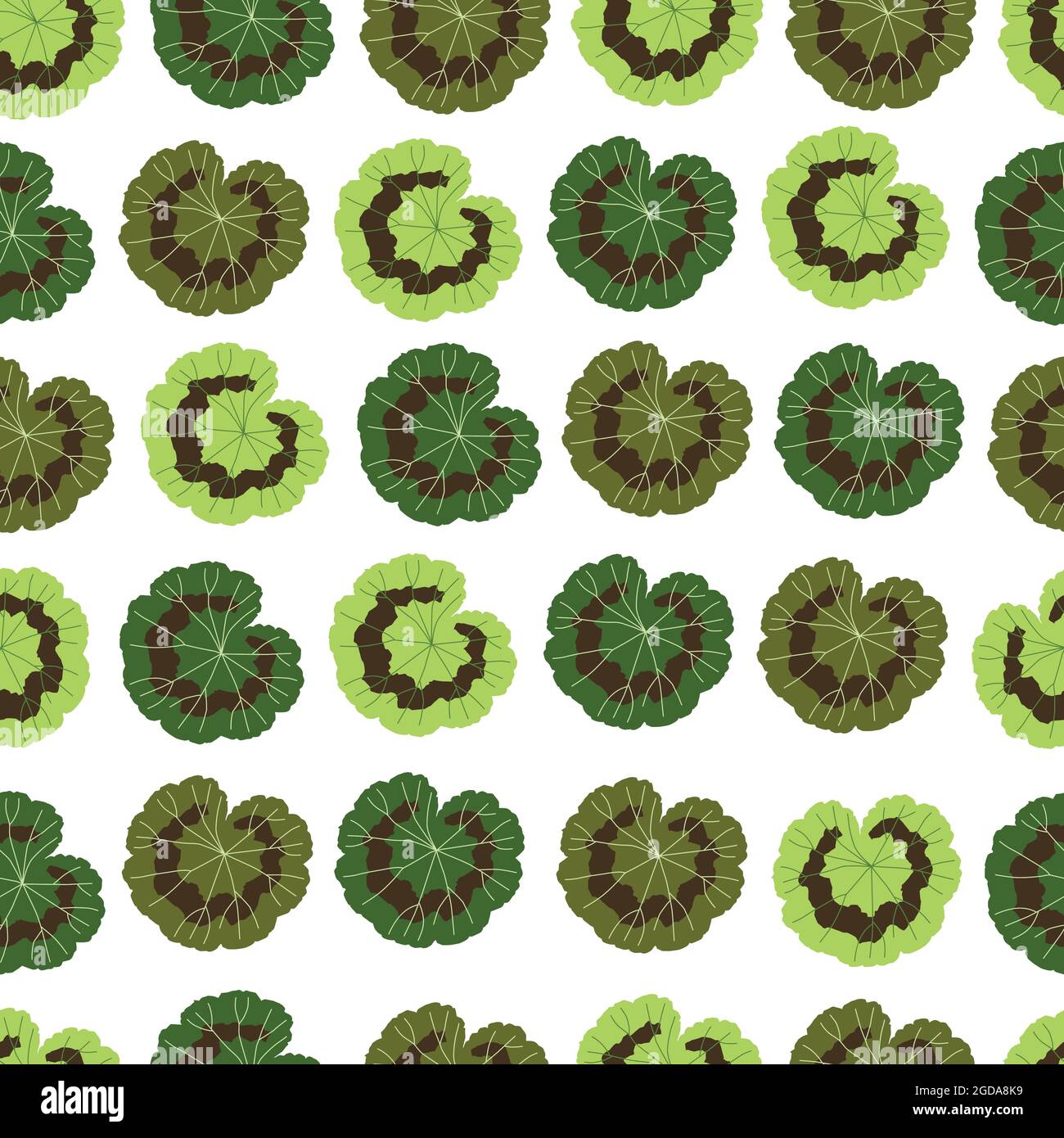 Geranium leaves of the same size and different shades of green on a ...