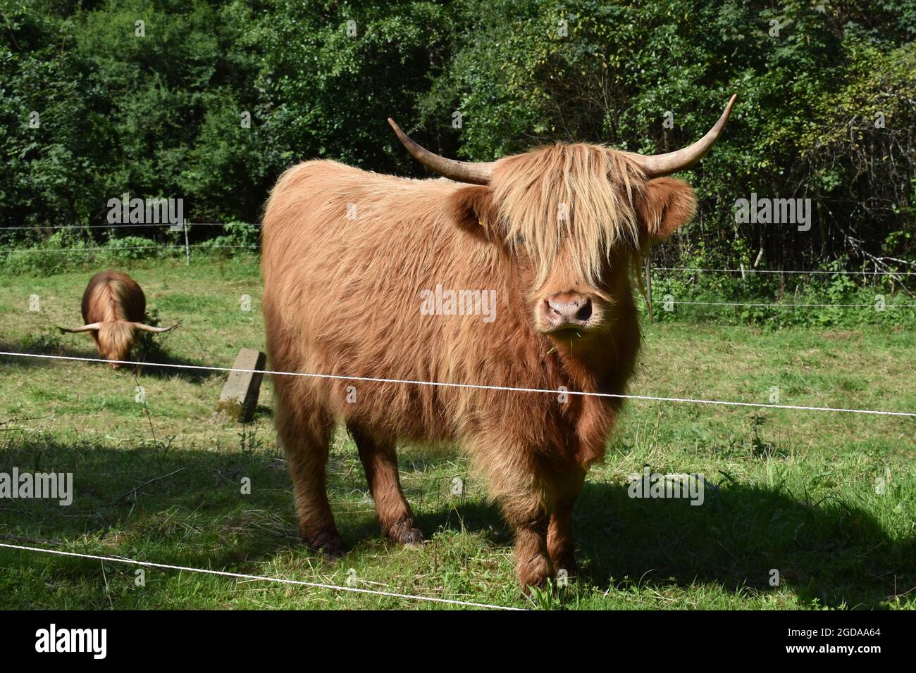 Highland cow in Germany Stock Photo - Alamy