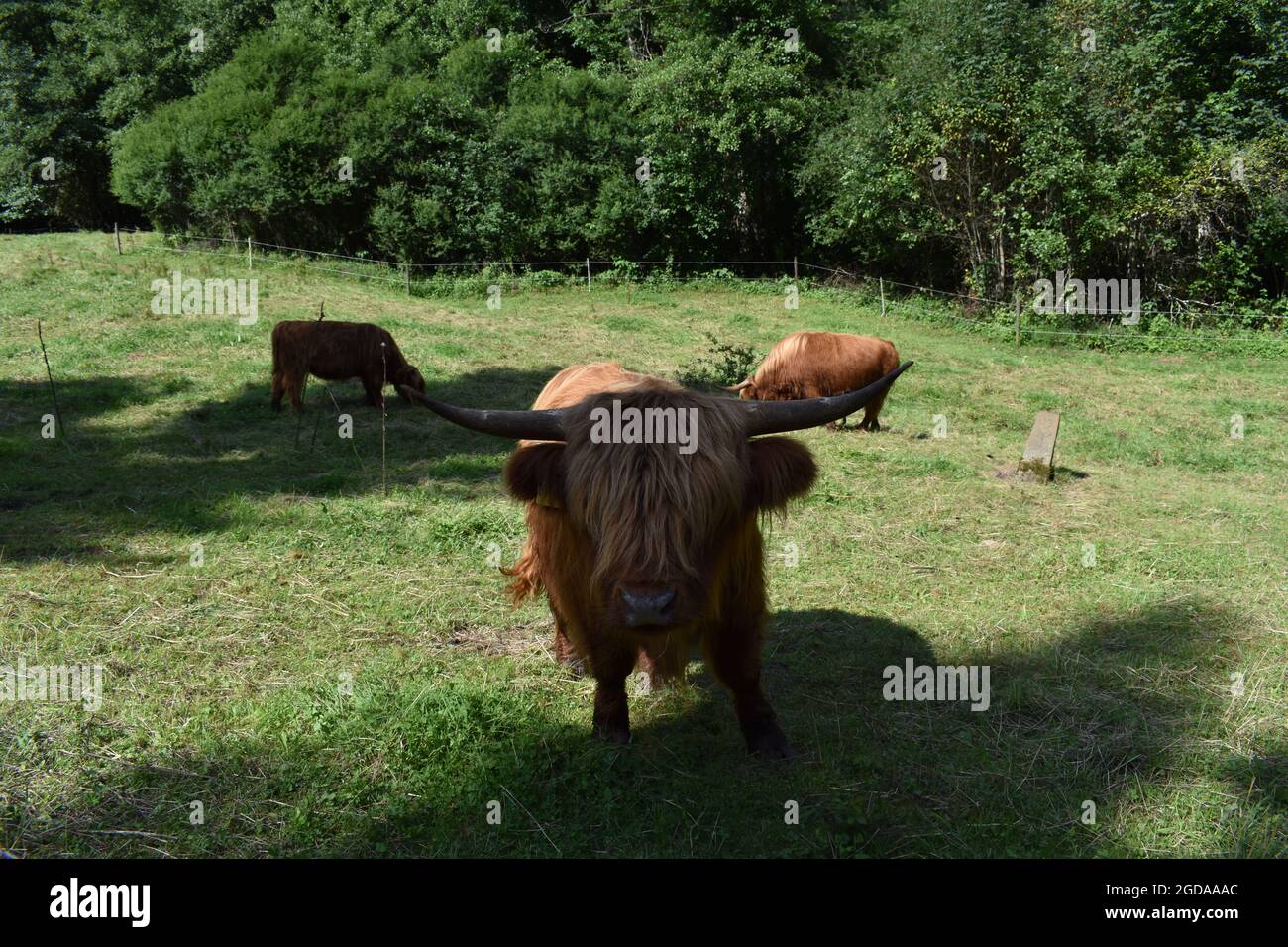 Highland cow in Germany Stock Photo - Alamy