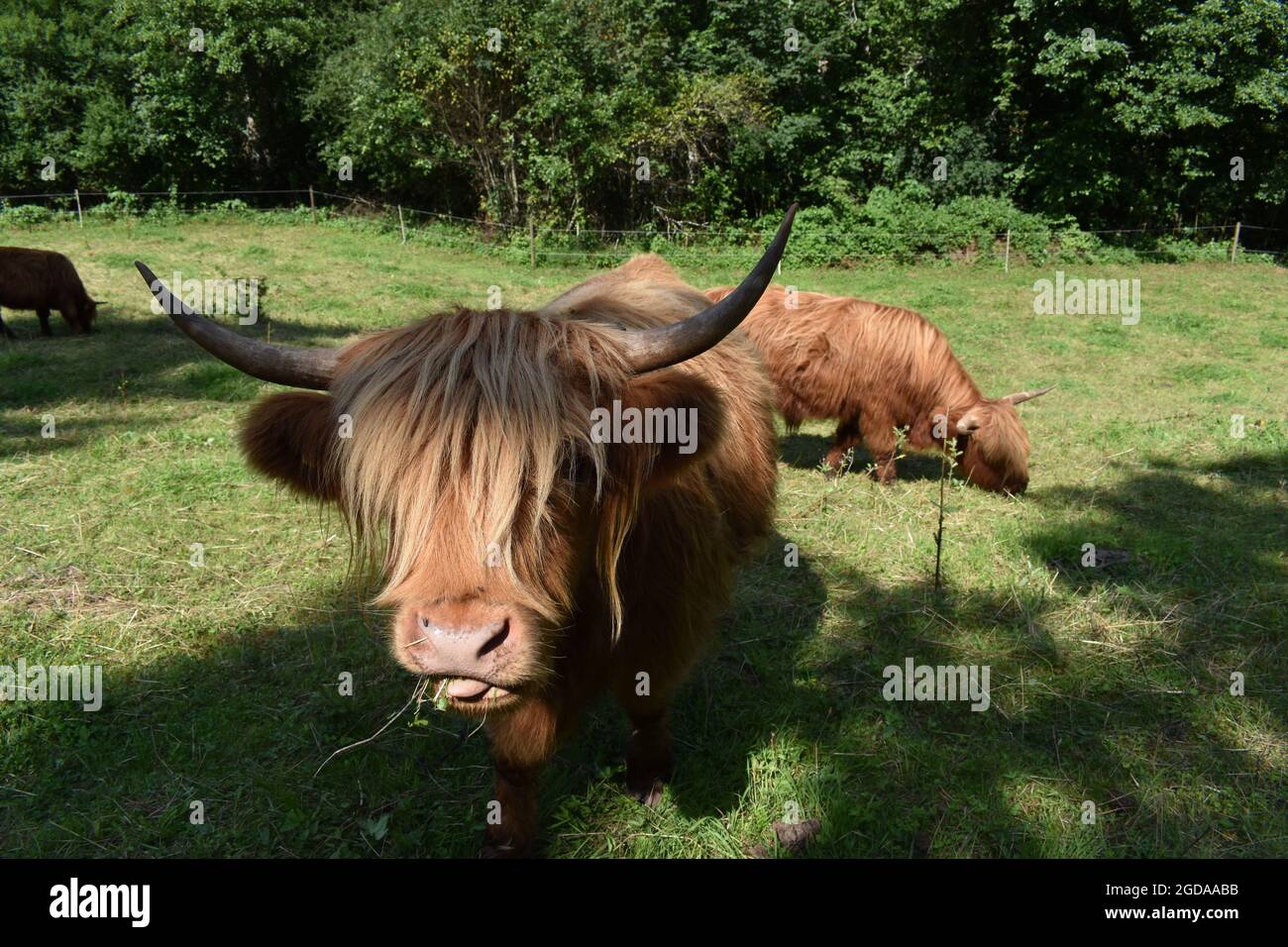 Highland cow in Germany Stock Photo