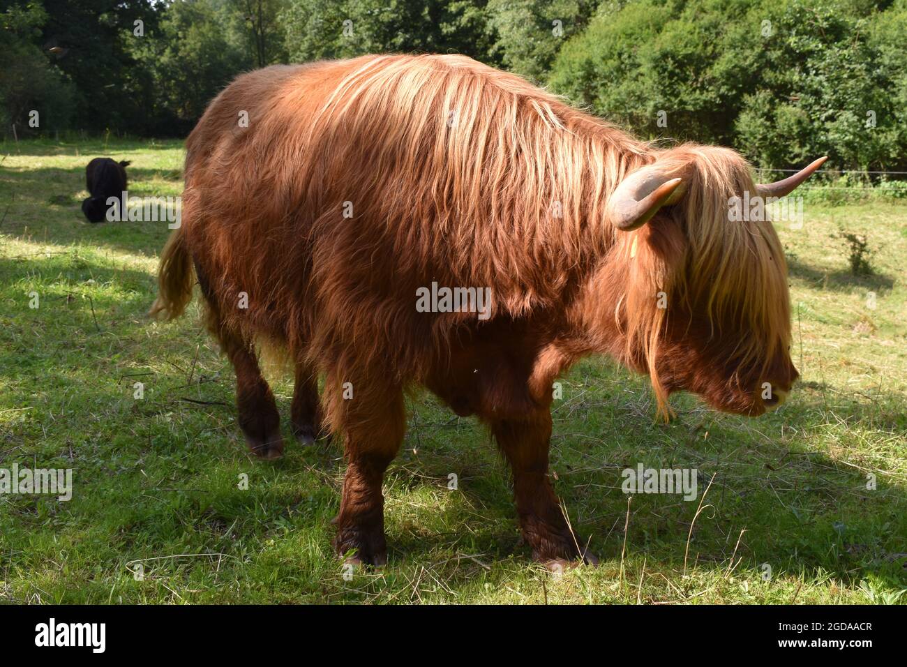 Highland cow in Germany Stock Photo - Alamy