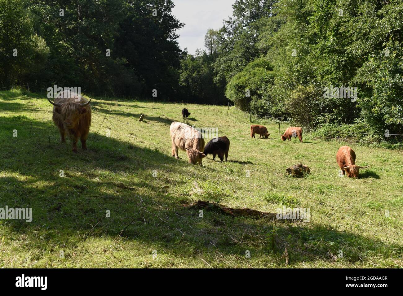 Highland cow in Germany Stock Photo - Alamy