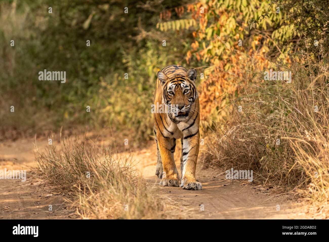 The Royal Bengal Tiger - Tiger Safari India